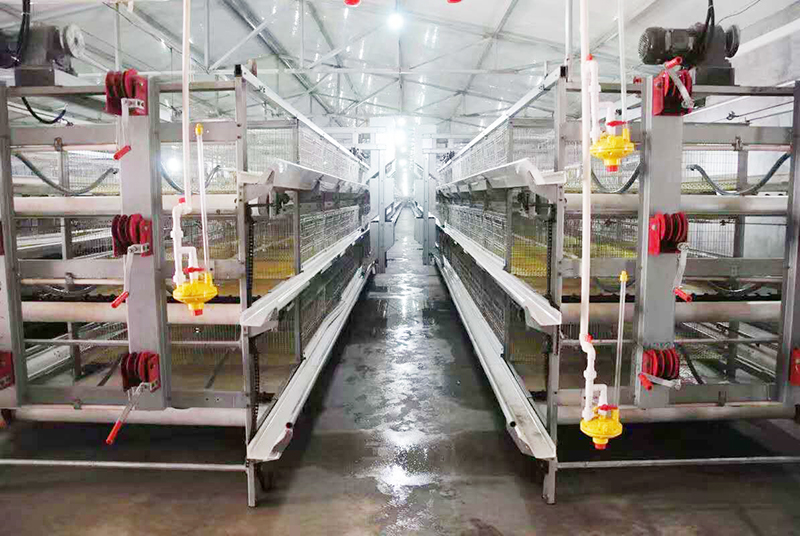 肉鸡行情，，，，及养殖肉鸡装备