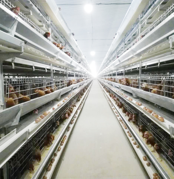 全自动养鸡装备蛋鸡效益大揭秘：商品料与自配料，，，，，究竟哪个好？？？